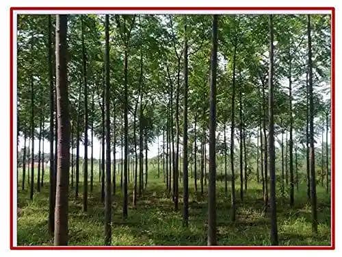 आरके सीड्स - मेलिया डूबिया के बीज, मलाबार नीम उपचारित बीज, बहुपरकारी उपयोग, तेजी से बढ़ने वाला वृक्ष, मालयवंबू वृक्ष बीज, प्लायवुड और पलप वुड वृक्ष - Image 1