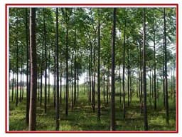 RK Seeds Melia Dubia Seeds, Malabar Neem Treated Seeds. Multipurpose Use, Fast Growing tree ,Malaivembu tree seed ,plywood and pulp wood tree seeds 2