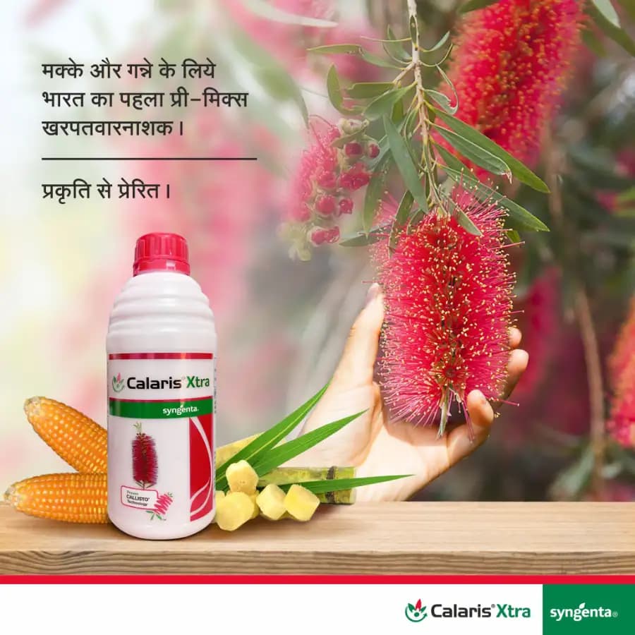 Syngenta Calaris Xtra Mesotrione 2.27% + Atrazine 22.7% SC Herbicide, Effective Grass And Broad Leaf Weed Control - Image 3