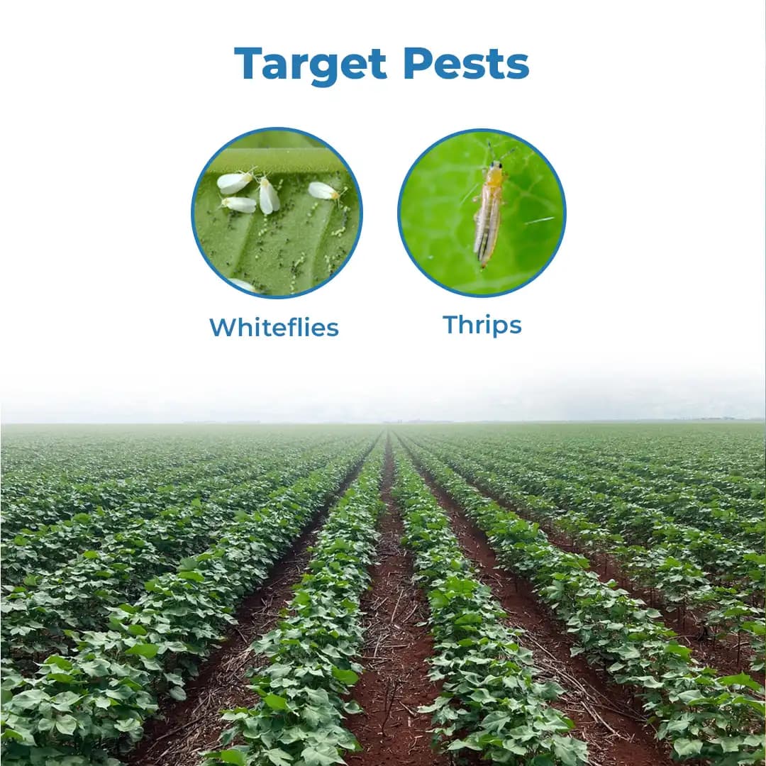 Gharda Guru Fipronil 10% + Diafenthiuron 30% WG Insecticide, Powerful Whitefly And Thrips Control - Image 3