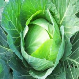 Jivit JS 57 F1 Hybrid Cabbage Seeds, Compact Bluish Green Plant, Best For Winter 1