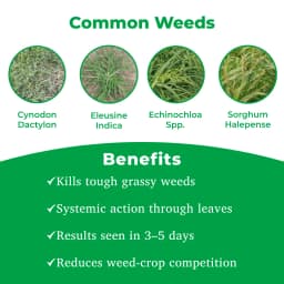 एडामा अगील - प्रोपाक्विजाफॉप 10% ईसी खरपतवारनाशी, व्यापक स्पेक्ट्रम के खरपतवारों के पोस्ट-एमर्जेंस नियंत्रण के लिए 3