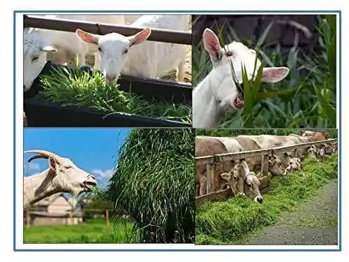 RK Seeds Napier Grass Seeds, Elephant Grass Seeds, Fodder seeds, Grass seeds, Napier grass High yield variety grass seeds ,cattle grass seeds