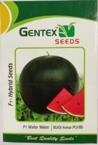 Gentex Black Avenue (PLX-55) Watermelon Seeds - (Tarbuj Seeds) Round Shape, Deep Red