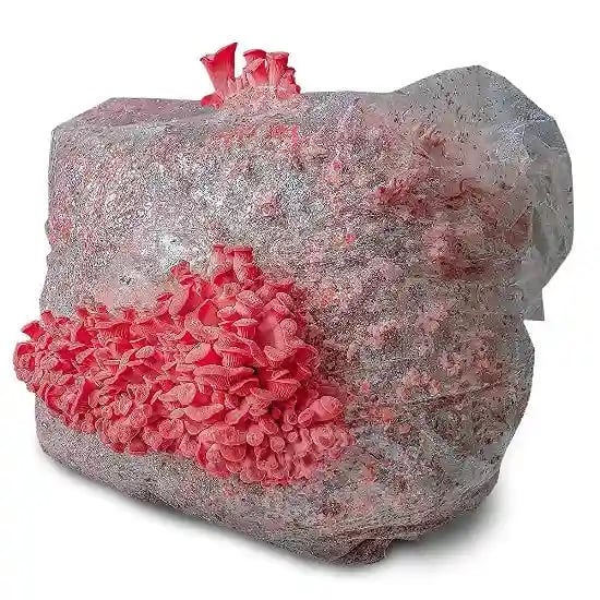 SporeKart Pink Oyster Mushroom Spawn, 100% Clean, Concentrated, Active Mycelium Grain Spawn.