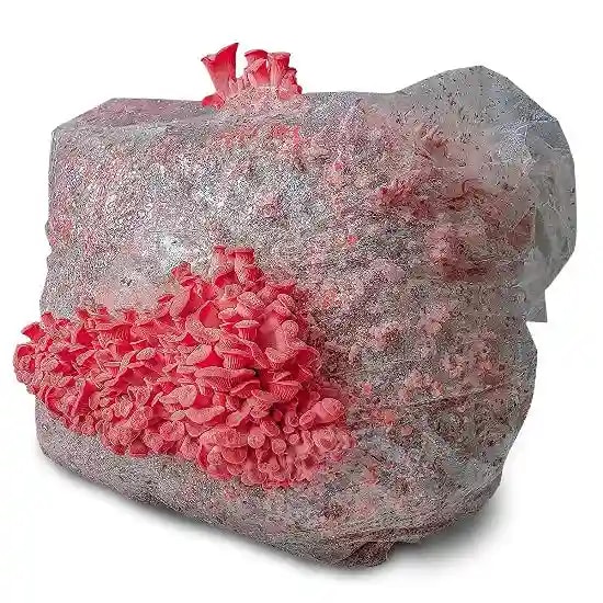 SporeKart Pink Oyster Mushroom Spawn, 100% Clean, Concentrated, Active Mycelium Grain Spawn.