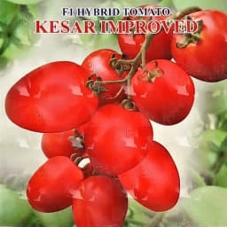 Iris Kesar Improved F1 Hybrid Tomato Seeds, Oval Shape, Deep Red And TYLCV Resistance 2