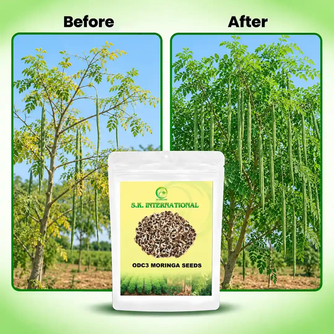S.K. ODC3 Drumstick Seeds (Moringa Seeds) - High-Yield Variety - Image 9