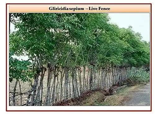 आरके सीड्स - अकासिया निलोटिका 100 ग्राम + बांस बीज 50 ग्राम + डेंड्रोकालामस स्ट्रिक्टस 50 ग्राम + टेकोमा स्टांस 100 ग्राम + ग्लिरिसिडिया सेपियम 100 ग् - Image 3