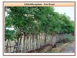 RK Seeds - Acacia Nilotica 100 g + Bamboo Seeds 50 g + Dendrocalamus Strictus 50 g + Tecoma Stans 100 g + Gliricidia Sepium 100 g (Pack of 5) 2