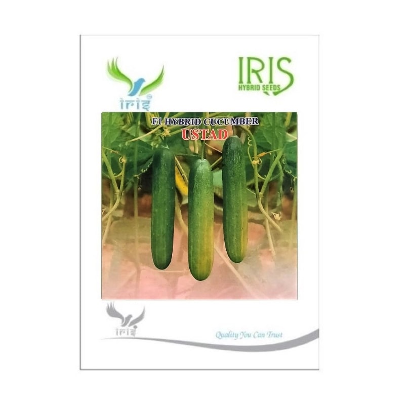 Iris Ustad F1 Hybrid Cucumber Seeds, High Yield, Long Shelf Life And Heat Tolerant Variety