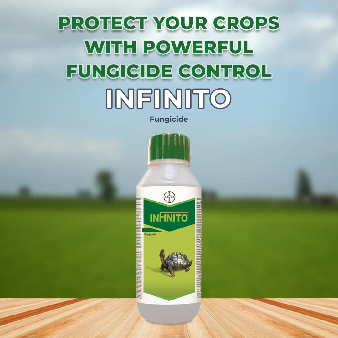 Bayer Infinito Fungicide - Image 2