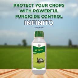 Bayer Infinito Fluopicolide 5.56% ww + Propamocarb Hydrochloride 55.6% Fungicide 2