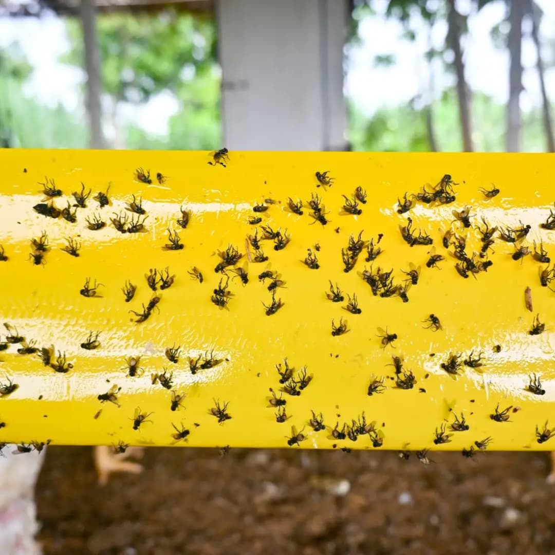 Green Revolution Yellow Sticky Roll Trap, Effective For Flying Insects Control - Image 7