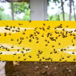 Green Revolution Yellow Sticky Roll Trap, Effective For Flying Insects Control 7