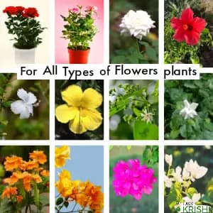 Easykrishi Bloomax Flowering Special Flower Plant Growth Promoter, Flower Plant Nutrition, Promotes Strong Roots development - Image 2