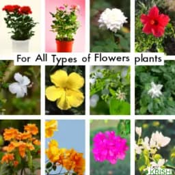 Easykrishi Bloomax Flowering Special Flower Plant Growth Promoter, Flower Plant Nutrition, Promotes Strong Roots development 2