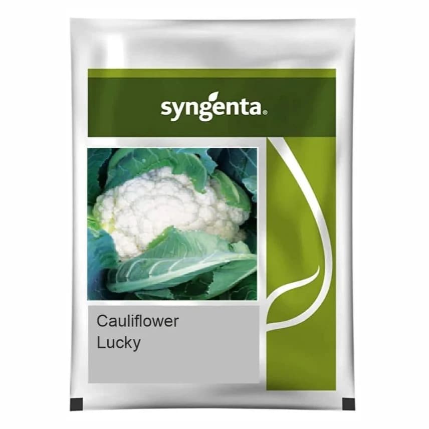Syngenta Lucky F1 Hybrid Cauliflower Seeds, High Yield And Compact White Curds - Image 1