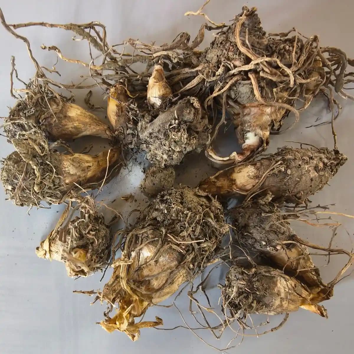 VR Tuberose Flower Bulbs, Single Petal White Rajnigandha Bulbs Rhizomes, Ideal For Home Gardens - Image 2