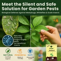 Utkarsh Verticoz- P (Verticillium Lecanii 1.15% W.P. ) Bio Pesticides, Controls Wide Range of Pests 2