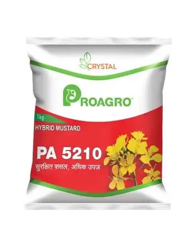 Crystal Hybrid 5210 Mustard Seeds, Excellent Yield And Good Oil Percentage, Sarso Ke Beej.