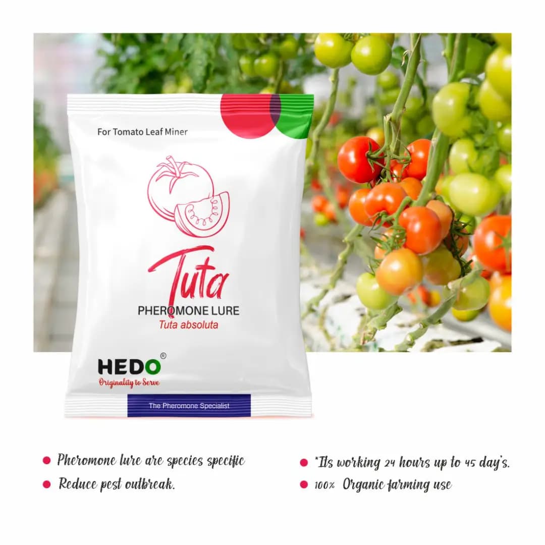 HEDO Tuta Pheromone Lure With Delta Trap (Tuta Absoluta) To Control Leaf Miner In Tomato, Cherry Tomato And Potato - Image 3