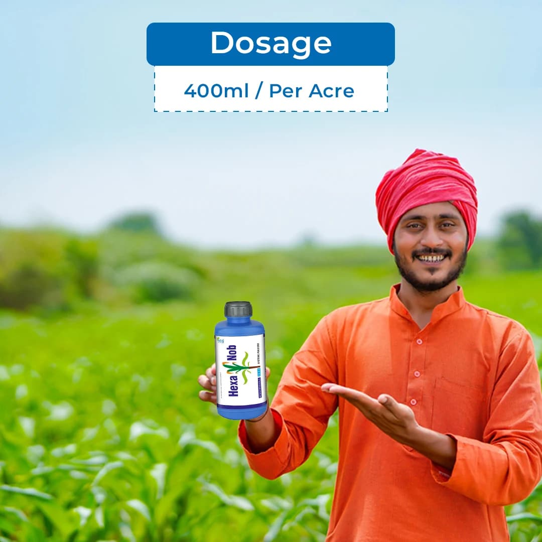 हेक्सानोब - हेक्साकोनाज़ोल 5% एससी, पाउडरी फफूंदी को नियंत्रित करने के लिए बहुत प्रभावी प्रणालीगत कवकनाशी। - Image 5