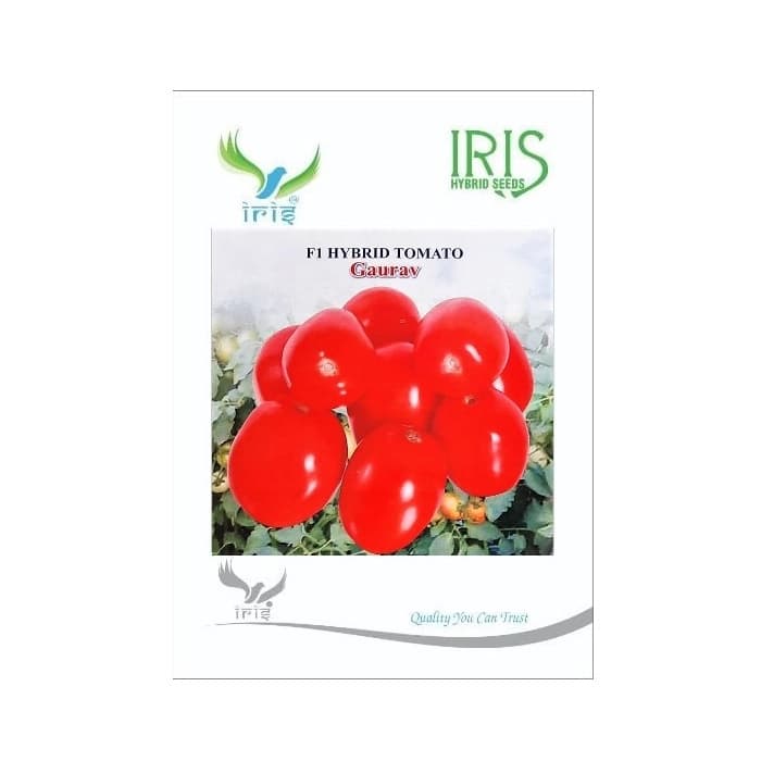 Iris Gaurav F1 Hybrid Tomato Seeds, Oval Shape, Firm Fruits With TYLCV And Bacterial Wilt Tolerance