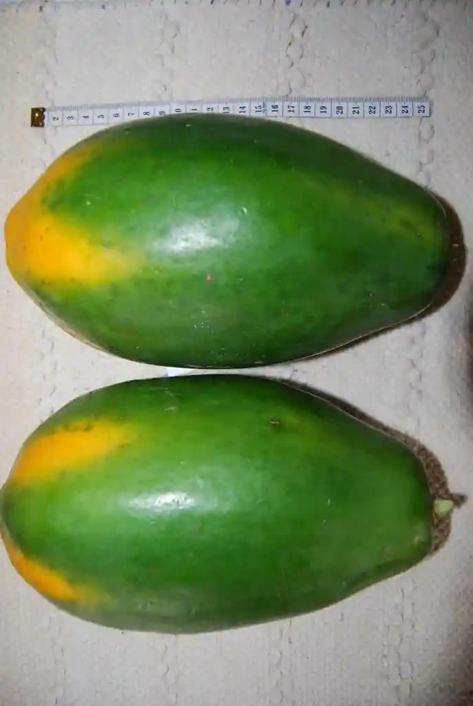 SARPAN Hybrid Papaya Solo-109 Seeds, Small fruits with Uniform size. - Image 2