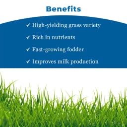 SRI SAI FORESTRY Super Napier Grass Seeds for Cattle, Multi Cut Grass Seed for Animal Fodder 4