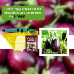 Chipku Pheromone Trap Funnel With Leucinodes Orbonalis Lure, To Catch Insect Moth Of Brinjal Fruit and Shoot Borer Lucin, Trap And Lure 6