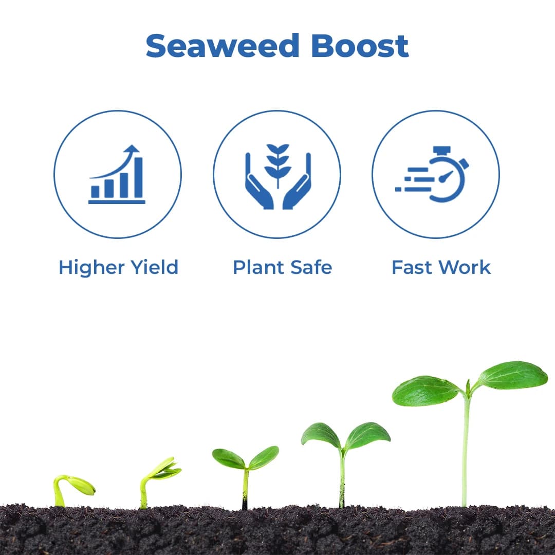 अकाडियन गोल्डस्टार बायोस्टिमुलेंट, ऐस्कोफाइलम नोडोसुम समुद्री शैवाल अर्क, पौधों के एबायोटिक तनाव को बढ़ाता है - Image 3