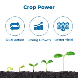 AgriBegri Super Combo (Areva 250 Gm + Spring Ever 1 Ltr) Plant Growth And Pest Control For Healthy Crops 3