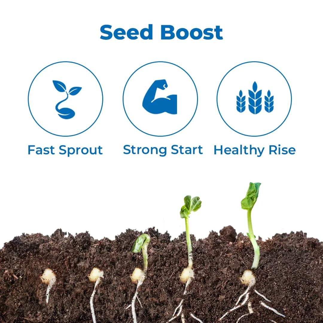 Crystal Hybrid Mustard Seeds 5222 - Long Duration Seeds Variety, Sarso Ke Beej - Image 3