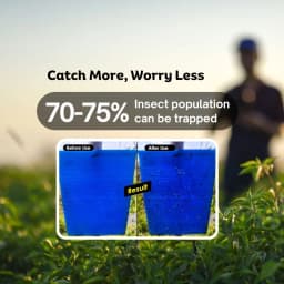 Chipku A5 Blue Sticky Trap For Insects, For Garden & Agriculture, To Control Whiteflies, Aphids, Thrips, Jassids 3