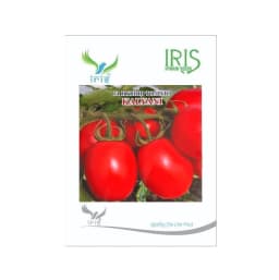 Iris Kalyani F1 Hybrid Tomato Seeds, Oval Shape, Firm And Early With TYLCV Resistance 1