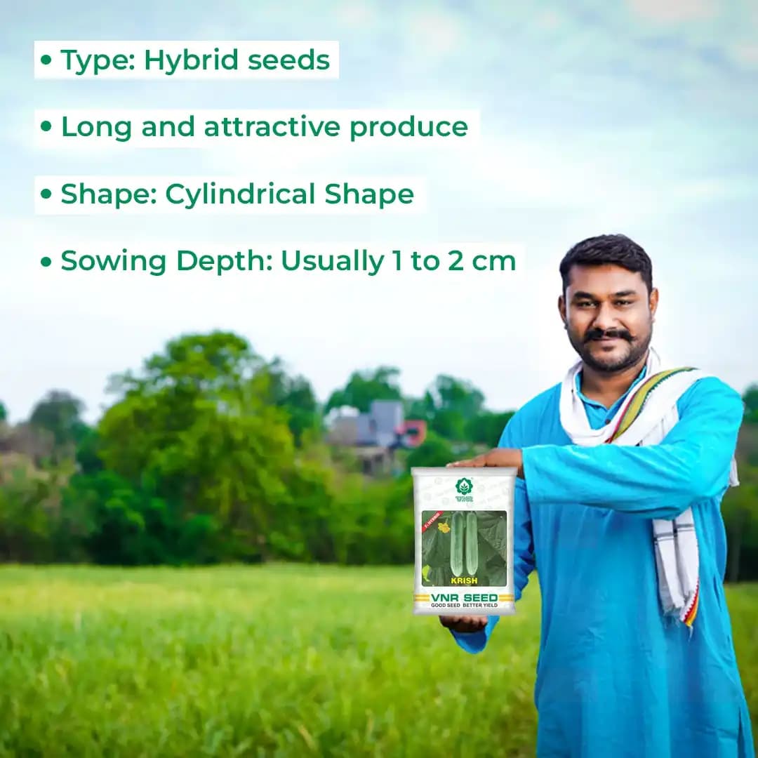VNR Krish F1 Hybrid Cucumber Seeds, Kakdi ke Beej, Attractive Green Fruit, Cylindrical Shape - Image 5
