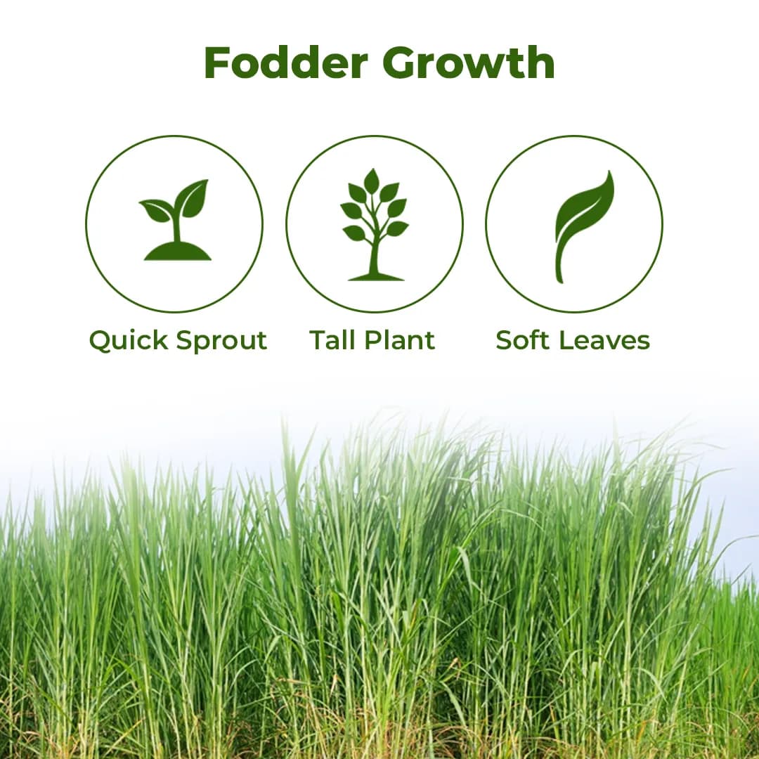 Sri Sai Forestry COFS 31 Grass Seeds For Goat And Cow, Multi Cut Fodder Seed - Image 3