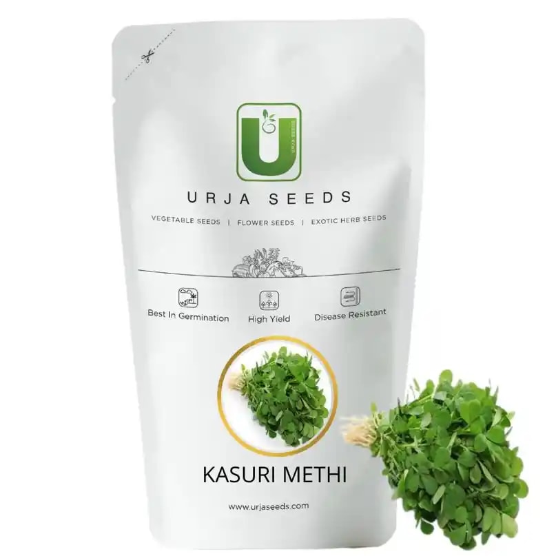 Urja Kasuri Methi Seeds, Fenugreek Seed, Easy to Grows at Balcony, Terrace