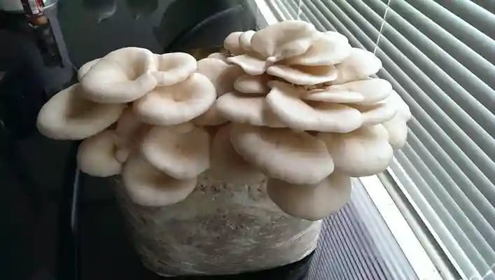SporeKart Oyster Mushroom Seeds, Ready To Fruit Mushroom Block, Unique And Useful.