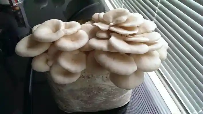 SporeKart Oyster Mushroom Seeds, Ready To Fruit Mushroom Block, Unique And Useful.