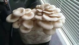 Shriyap Oyster Mushroom Seeds, Ready To Fruit Mushroom Block, Unique And Useful. 2