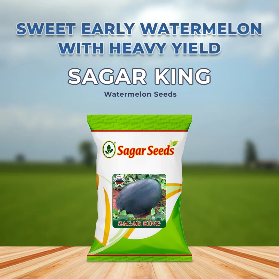Sagar King F1 Hybrid Watermelon Seeds, Oval Shape, Ice Box Segment, For All Seasons - Image 2