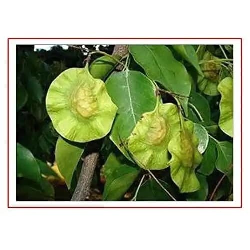 RK Red Sandalwood Seeds - Pterocarpus Santalinus Seeds - Image 2