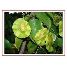 RK Seeds Red Sandalwood Seeds , Red Sandel , Lal Chandan , Pterocarpus santalinus Seeds , Redsandal Tree Seeds , Red Sandalwood tree Seeds plantation 2