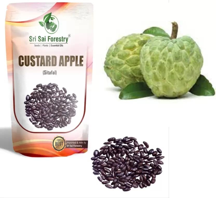 SRI SAI FORESTRY Custard Apple Seeds, Sitafal Ke Beej, Sugar Apple Seeds, Sweetsop Seeds, Annona squamosa Fruit Tree Seeds - Image 2