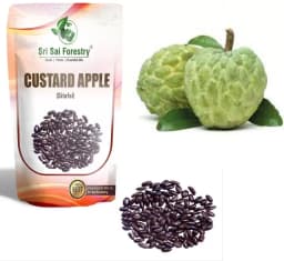SRI SAI FORESTRY Custard Apple Seeds, Sitafal Ke Beej, Sugar Apple Seeds, Sweetsop Seeds, Annona squamosa Fruit Tree Seeds 2