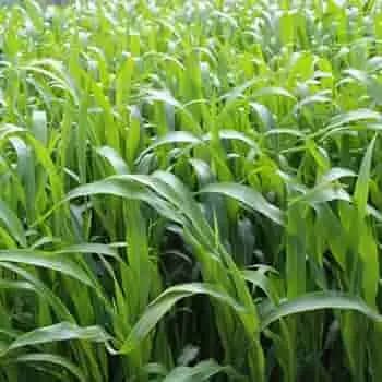Dhyanarsh CSV33MF Sorghum Seeds, Fodder Seeds, Multi-Cut, Fast Growth Variety - Image 5