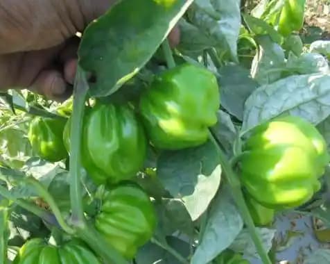 Sarpan F1 Hybrid TX9 Capsicum Seeds. Prolific Bearer with Medium Size Fruits. - Image 3