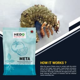 Hedo Meta (Metarhizium Anisopliae) Bio Pesticide, Effective Pest Control Against A Wide Range Of Insects 3